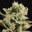 Dutch Dragon (Paradise Seeds) feminisiert