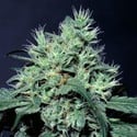 Dutch Dragon (Paradise Seeds) feminisiert