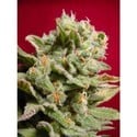 Dutch Dragon (Paradise Seeds) feminisiert