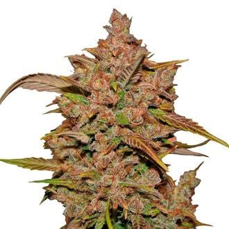 Crystal Meth Auto (FastBuds) feminisiert