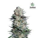 Mexican Airlines Auto (FastBuds) feminized