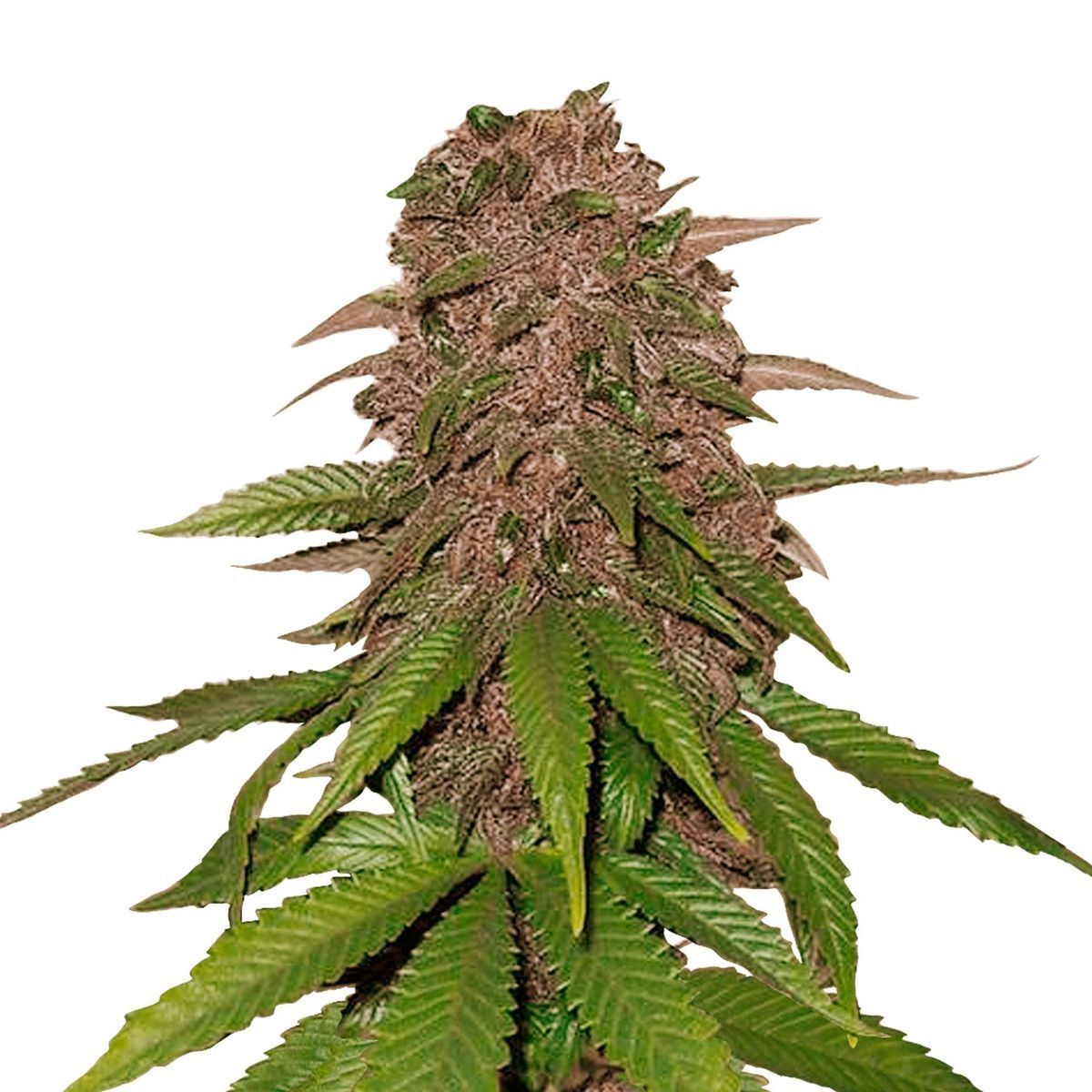 C4 Auto (FastBuds) feminisiert