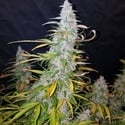 Californian Snow Auto (FastBuds) feminized