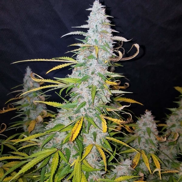 Californian Snow Auto (FastBuds) feminized