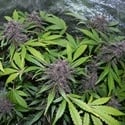 LSD-25 Auto (FastBuds) feminized