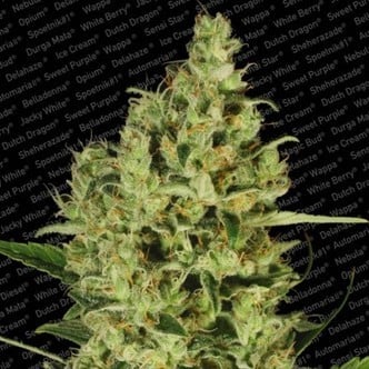 Delahaze (Paradise Seeds) feminisiert