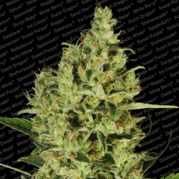 Delahaze Feminisiert (Paradise Seeds)