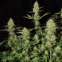 Delahaze (Paradise Seeds) feminisiert