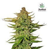 Northern Express (FastBuds) feminized