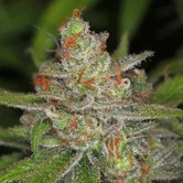 Jack Straw (TGA Subcool) regular