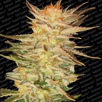 Ice Cream (Paradise Seeds) feminized