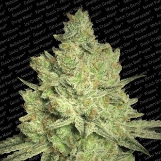 Jacky White (Paradise Seeds) feminisiert