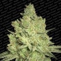 Jacky White (Paradise Seeds) feminized