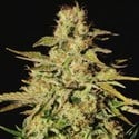 Jacky White (Paradise Seeds) feminisiert