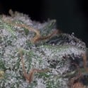 Nebula (Paradise Seeds) feminisiert