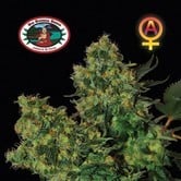 Chiesel Automatic (Big Buddha Seeds) feminized