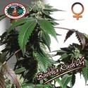 Buddha Kush OG (Big Buddha Seeds) feminisiert