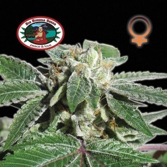 Buddha Kush OG (Big Buddha Seeds) feminized