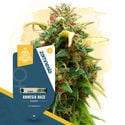 Amnesia Haze (Zamnesia Seeds) feminisiert