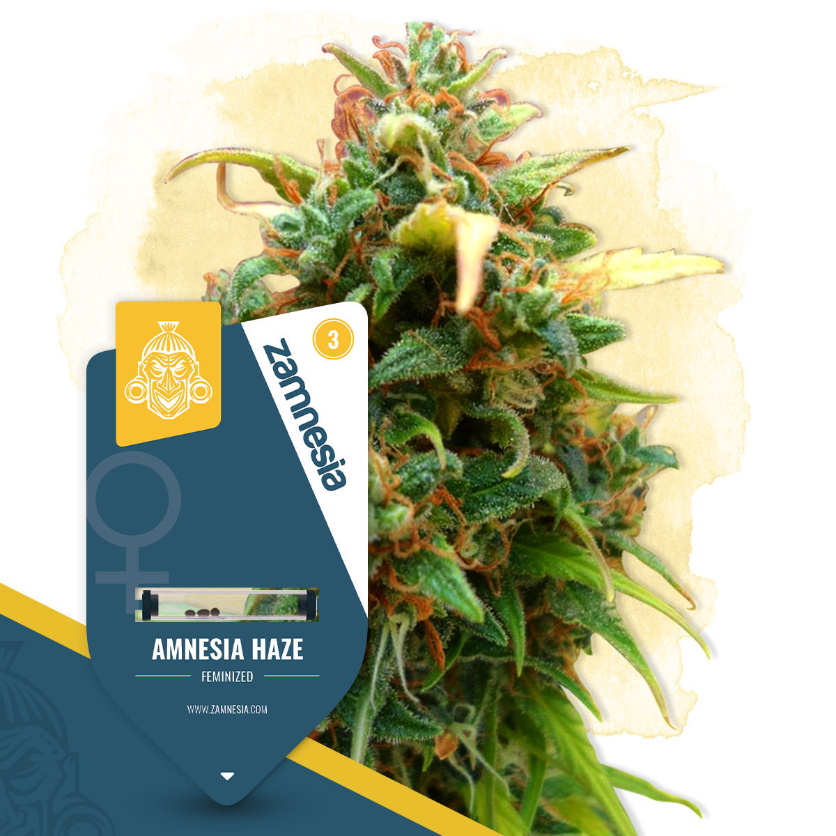 Afghan Outdoor Feminisiert (High Supplies)
