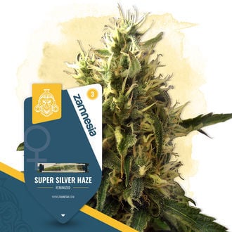 Super Silver Haze (Zamnesia Seeds) feminisiert