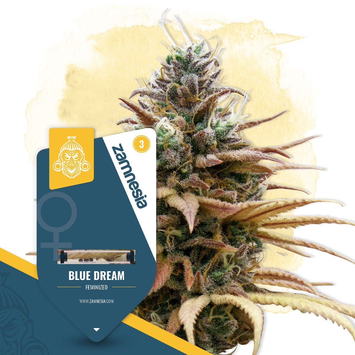 Everything You Ever Wanted to Know About Blue Dream Strain - OC3 DISPENSARY