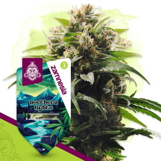 Northern Lights (Zamnesia Seeds) feminized