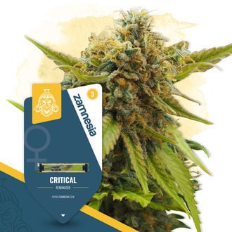 Critical (Zamnesia Seeds) feminisiert