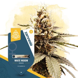 White Widow (Zamnesia Seeds) feminisiert