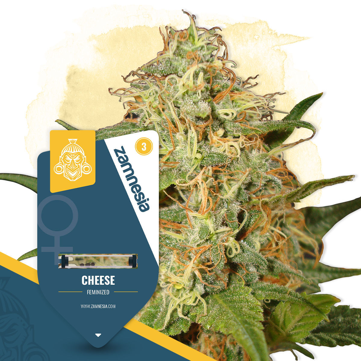 Cheese (Zamnesia Seeds) feminized