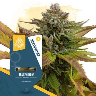 Blue Widow (Zamnesia Seeds) feminisiert