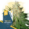 Quick Caramel XL (Zamnesia Seeds) feminisiert