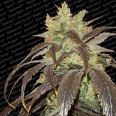 Spoetnik 1 (Paradise Seeds) feminized