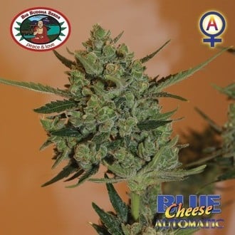 Blue Cheese Autoflower (Big Buddha Seeds) feminized