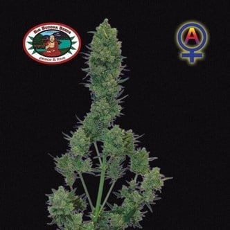 Blue Cheese Automatic (Big Buddha Seeds) feminisiert