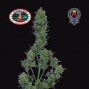 Blue Cheese Automatic (Big Buddha Seeds) feminized