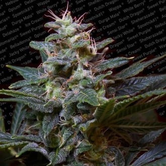 Sweet Purple (Paradise Seeds) feminisiert