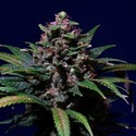 Sweet Purple (Paradise Seeds) feminisiert