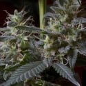 Sweet Purple (Paradise Seeds) feminisiert