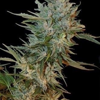 Haze Gom (Grass-O-Matic) feminized