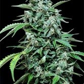 Maxi Haze (Grass-0-Matic) feminized