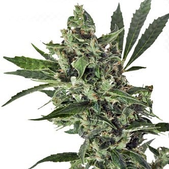 Med Gom 1 (Grass-0-Matic) feminized