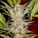 S.A.D. - F1 Fast Version (Sweet Seeds) feminized
