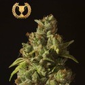 Rollex OG Kush (Devil Harvest Original) feminisiert