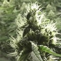 Rollex OG Kush (Devil Harvest Original) feminisiert