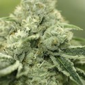 Rollex OG Kush (Devil Harvest Original) feminisiert