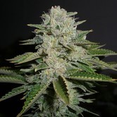 Sour Diesel (Reserva Privada) feminized