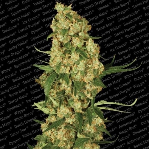 Wappa Feminisiert (Paradise Seeds)