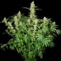 Wappa (Paradise Seeds) feminisiert