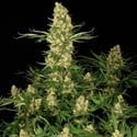 Wappa (Paradise Seeds) feminized